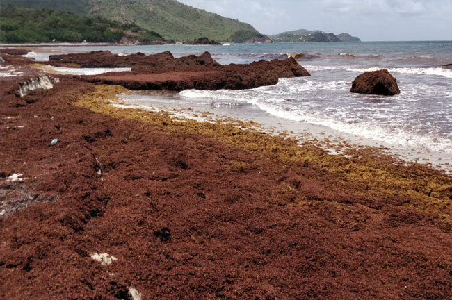 Sargassum – Nelson's Dockyard National Park